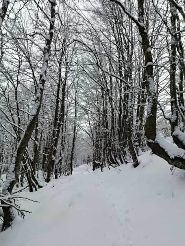 Ciaspolata Passo del Lagastrello Sella del monte Acuto 25 01 2026 (1)