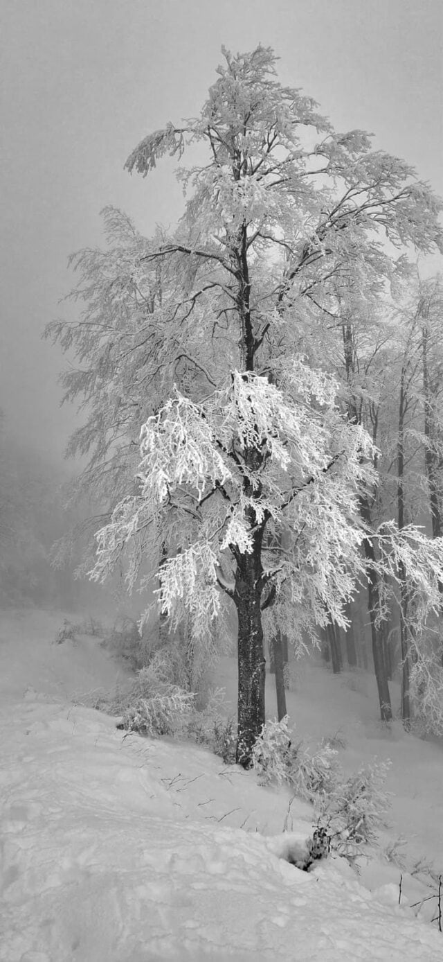San pellegrino in alpe 02 02 2026 (6)