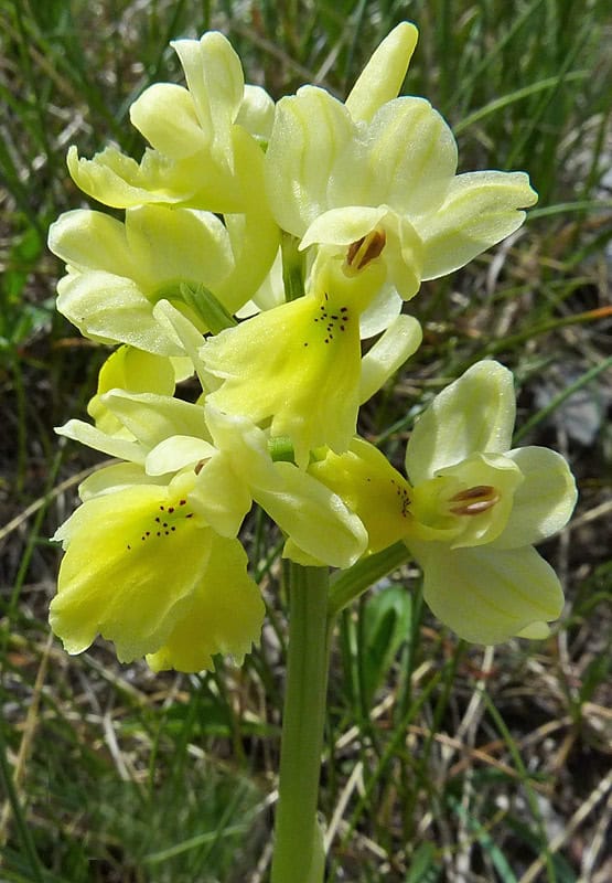 Orchidee articolo (1)
