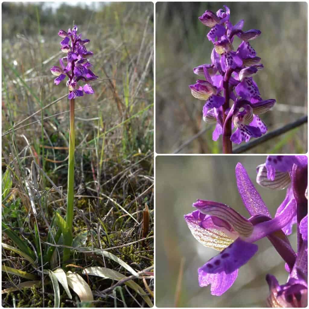 Orchidee articolo (2)