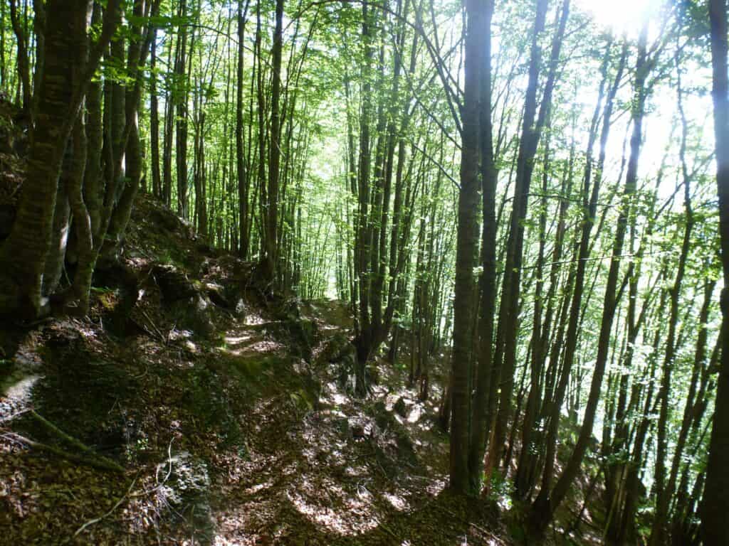 Bosco del Fato Nero Blog (3)